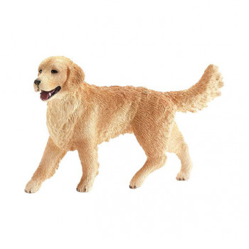 Golden Retriever Hündin           