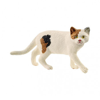 Amerikanische Kurzhaarkatze           