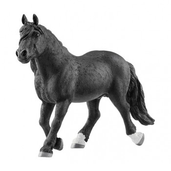 Noriker Hengst           