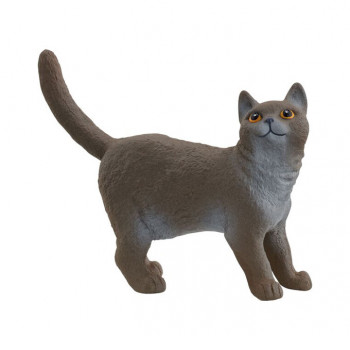 Britische Kurzhaarkatze           