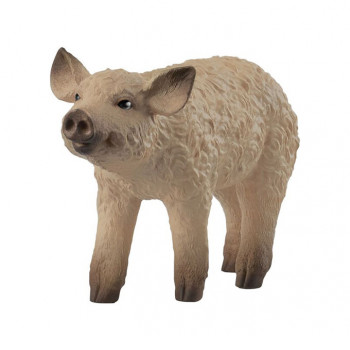 Wollschwein-Ferkel Wollschwein-Ferkel