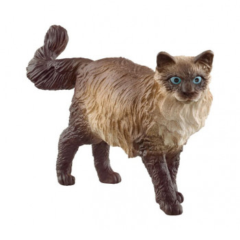 Ragdoll Katze           