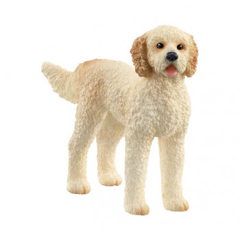 Goldendoodle           