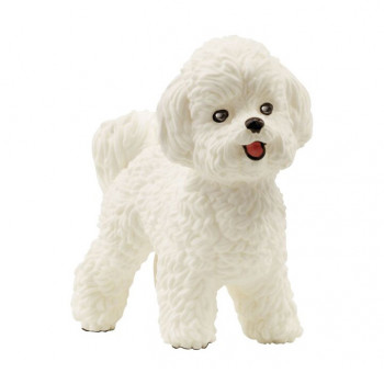 Bichon Frisé Hund           