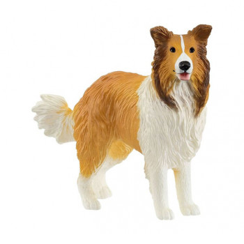 Collie           