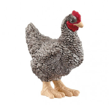 Plymouth Rock Huhn           