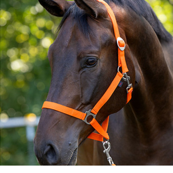 Nylonhalfter "Hippo", orange           