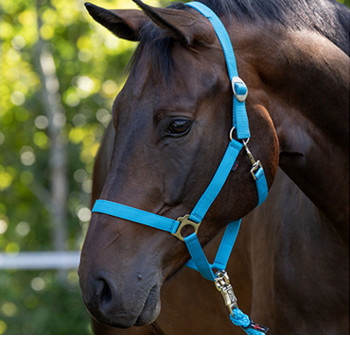 Nylonhalfter "Hippo", royalblau           