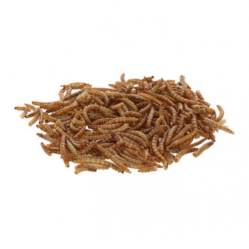 Mehlw&uuml;rmer im 900g-Eimer           